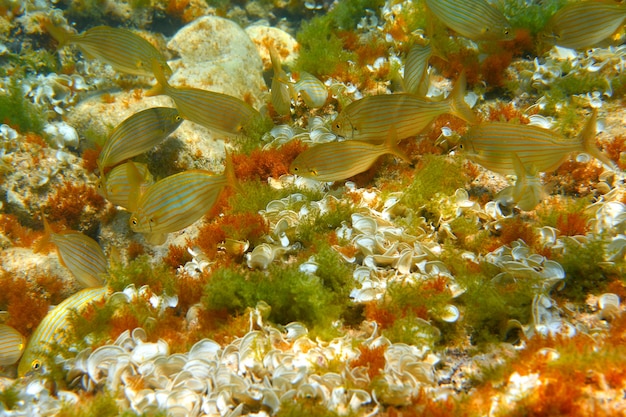 Foto escuela de peces de salema en el mediterráneo