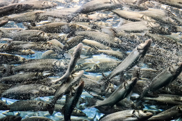 Escuela submarina de peces grises plateados en acuario