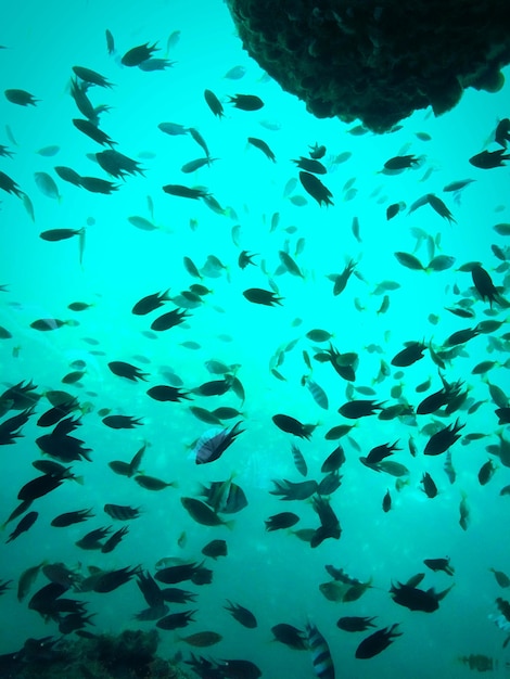 Foto escuelas de peces nadando bajo el mar