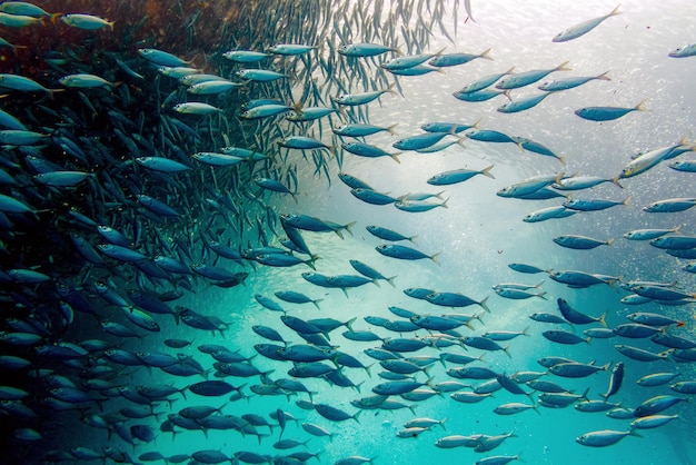 Foto escuelas de peces nadando en el mar