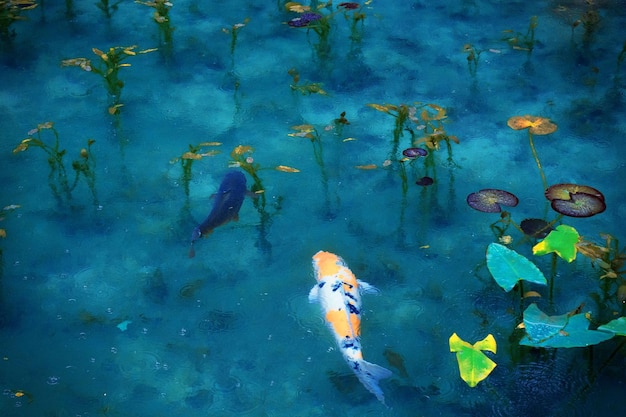 Foto escuelas de peces nadando en el mar