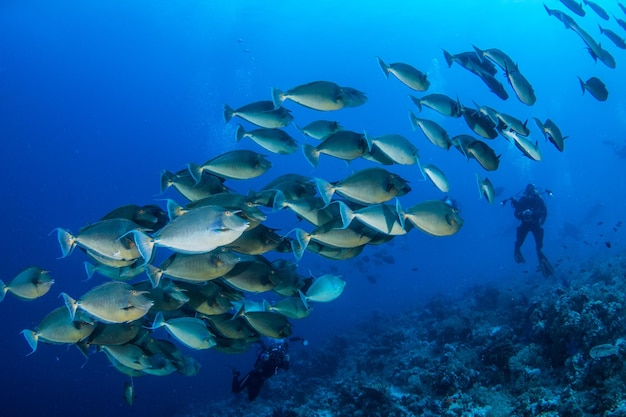 Escuelas de peces nadando en el mar