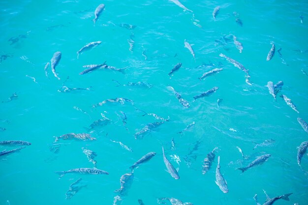 Foto escuelas de peces nadando en el mar