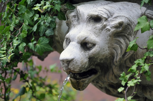 Escultura de cabeza de león con un pequeño chorro de agua de la boca entre hojas verdes