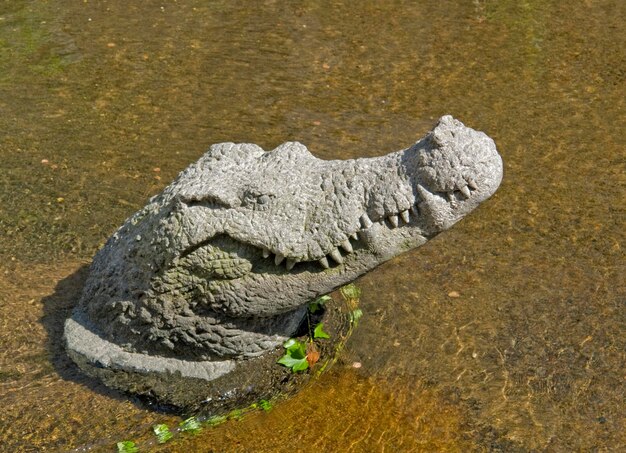 escultura de cocodrilo en Friburgo