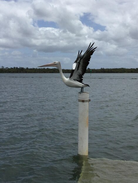 Foto escultura de pássaros no mar contra o céu