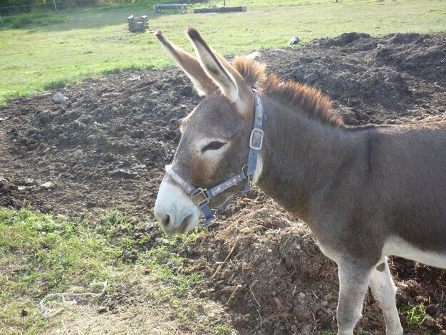 Foto esel auf dem feld