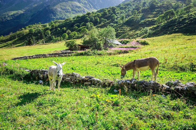 Esel auf einem Feld, Pralognan la Vanoise