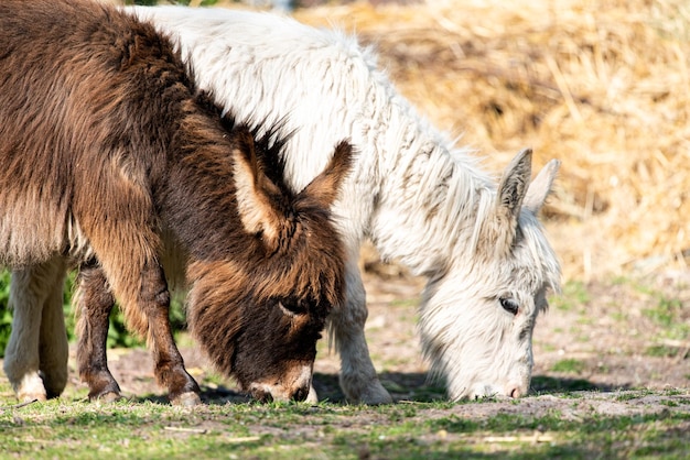 Foto esel auf einem feld