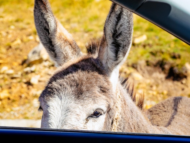 Esel bettelt in einem offenen Autofenster um Futter