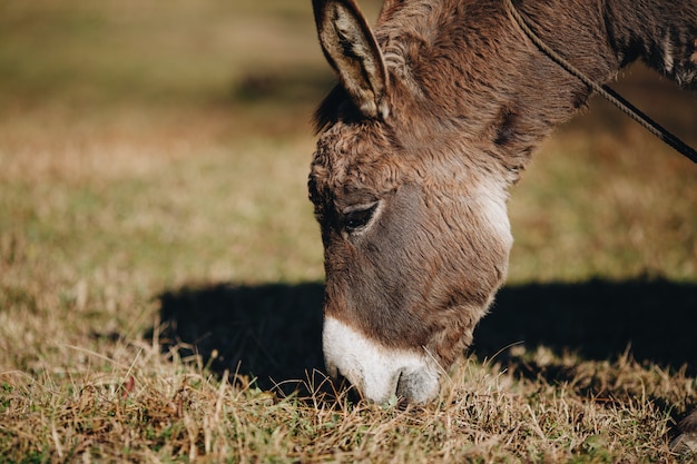 Esel, der draußen Gras, Nahaufnahme isst