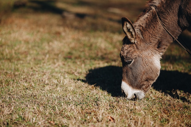 Esel, der Gras draußen isst, Nahaufnahme