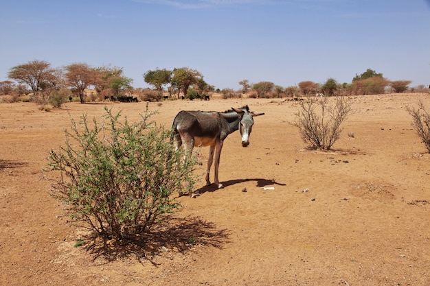 Esel in der Sahara-Wüste