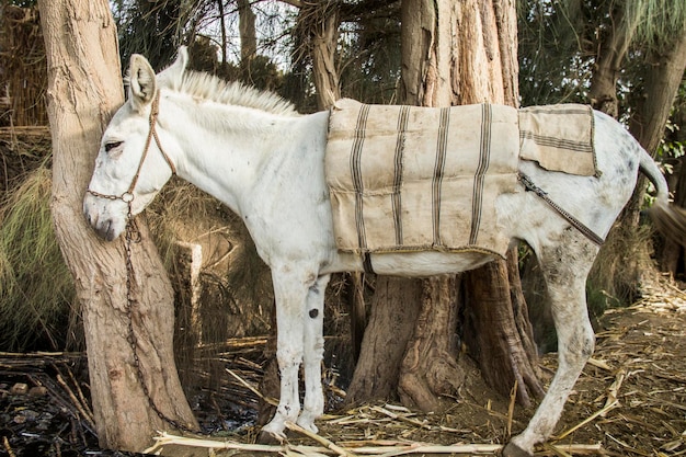 Esel in einem traditionellen ägyptischen Dorf in der Nähe von Kairo, Ägypten