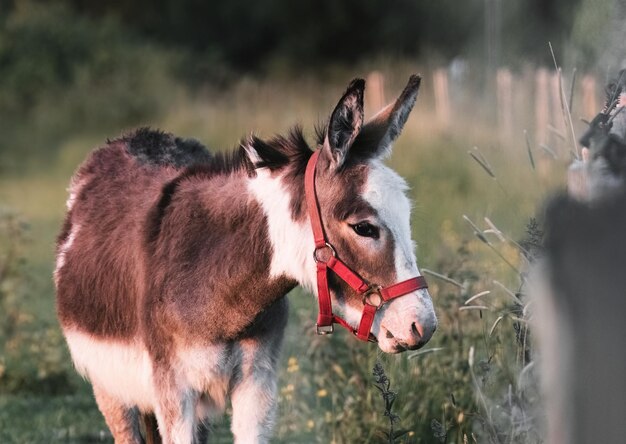 Esel steht auf einem Feld