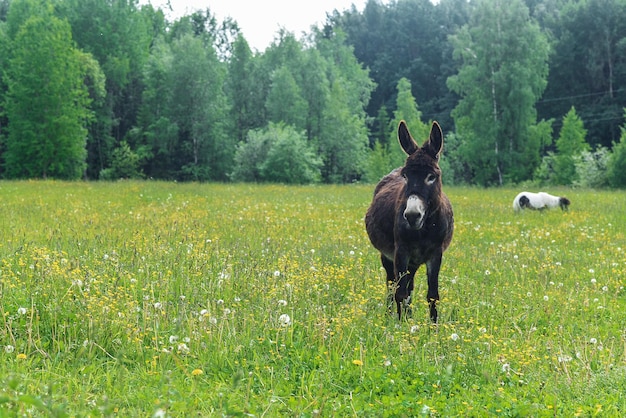 Esel weiden auf dem Feld an einem klaren Tag