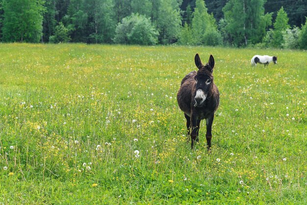 Esel weiden auf dem Feld an einem klaren Tag