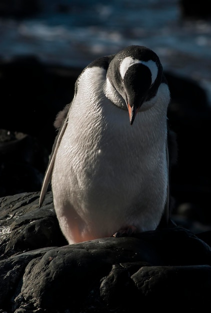 Eselspinguin Antarktis