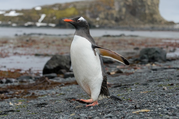 Eselspinguin, der am Strand geht