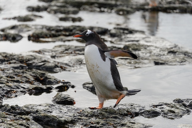 Eselspinguin, der auf Strand in der Antarktis geht