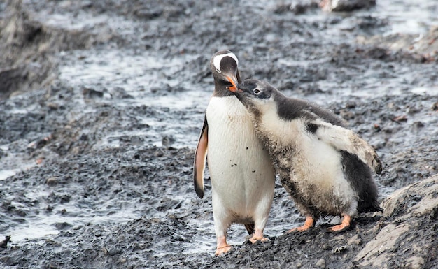 Eselspinguin findet Küken in der Antarktis