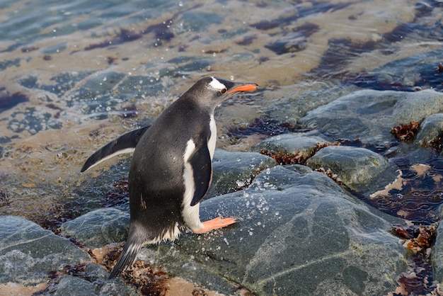 Eselspinguin im Wasser