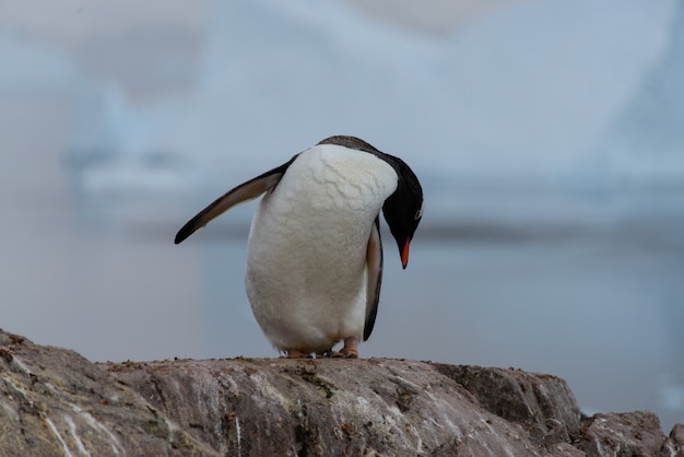 Eselspinguin kratzen