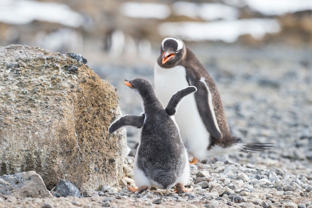 Eselspinguin mit Küken