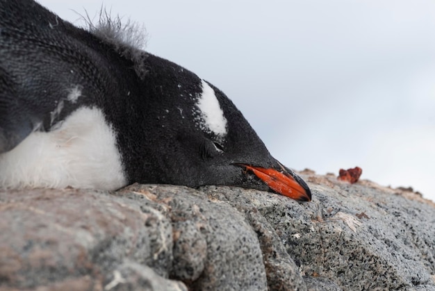 Eselspinguin Pygoscelis Papua Antarktis