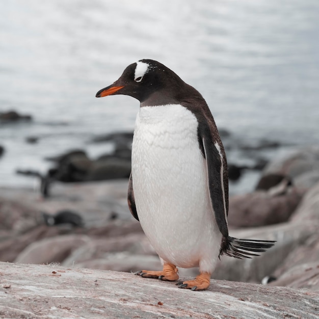 Eselspinguin Pygoscelis Papua Antarktis