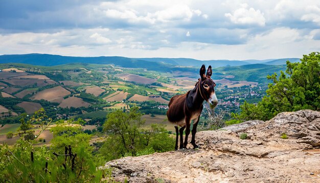 Foto eseltiere