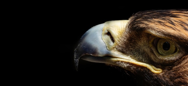 La esencia del águila Un vislumbre borroso en un lienzo negro