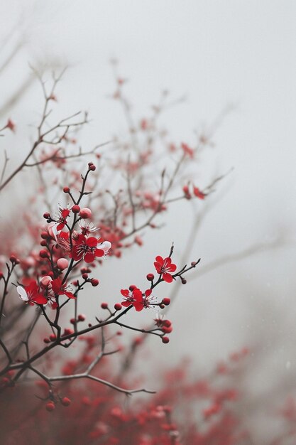 la esencia de la tradición de Martisor en una escena natural minimalista