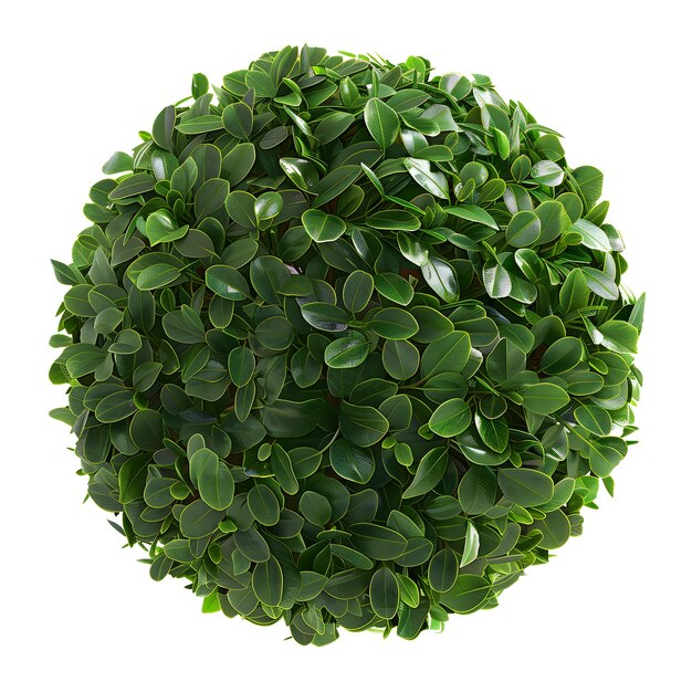 Esfera de frondoso follaje verde