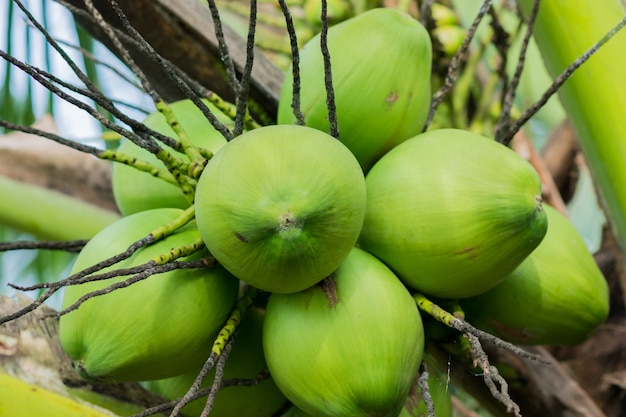 Esfera verde do coco usada para fazer muitos petiscos ou alimentos deliciosos.