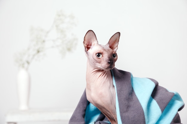 Foto esfinge canadiense de gato desnudo sentada cubierta con una manta