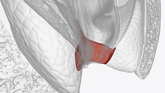 Foto el esfínter anal es un grupo de músculos en el extremo del recto que rodea el ano y controla la liberación de heces