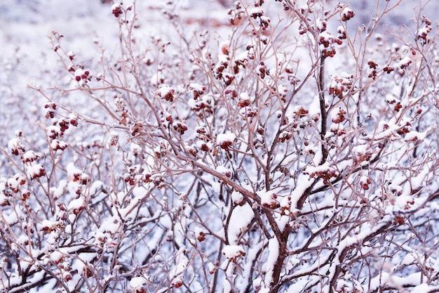 Foto esfregue o carvalho coberto com neve fresca.