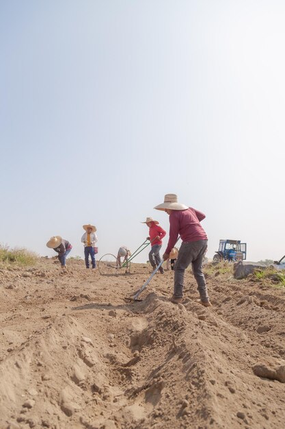 Esfuerzo colectivo Grupo de agricultores plantando cebollas con determinación