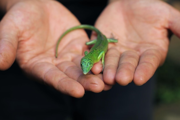 El eslizón de árbol verde o el eslizón verde esmeralda se está volviendo más popular en el comercio de mascotas exóticas.