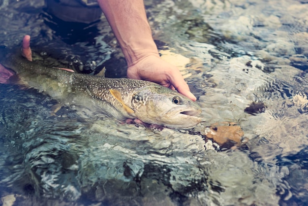 Eslovênia, homem pesca com mosca no rio Soca pegando um peixe