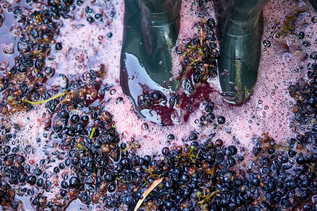 Foto esmagamento ou prensagem de uvas maduras por encaixe em botas