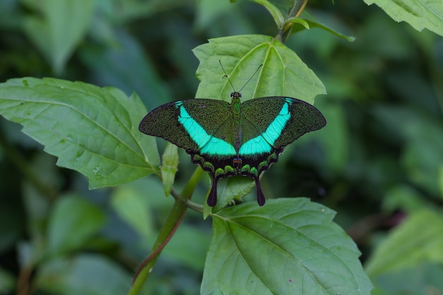 Esmeralda cola de golondrina mariposa en una hoja