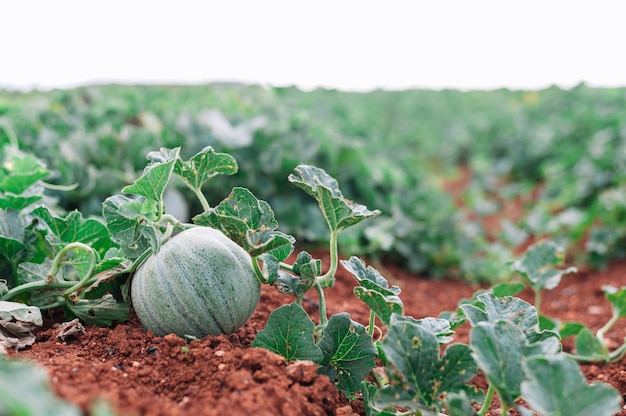 Espacio de copia de campo de planta de melón cantalupo