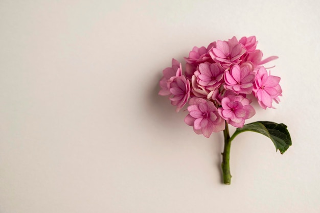 Espacio de copia de hojas de hortensia rosa y eucalipto Plantilla de flatlay floral