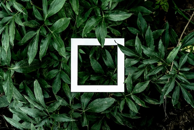 Espacio de copia de marco blanco con diseño o hermosas hojas verdes