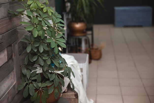 Espacio retro del interior del hogar con armario vintage con accesorios elegantes muchas plantas en macetas con estilo Acogedora decoración del hogar Concepto minimalista Jardín de la casa