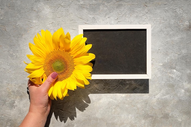 Espacio de texto, espacio de copia en la pizarra. Decoraciones naturales de otoño. Girasol amarillo en la mano. Plano, vista superior sobre fondo gris texturizado. Maqueta mínima simple, fondo para sus letras o texto