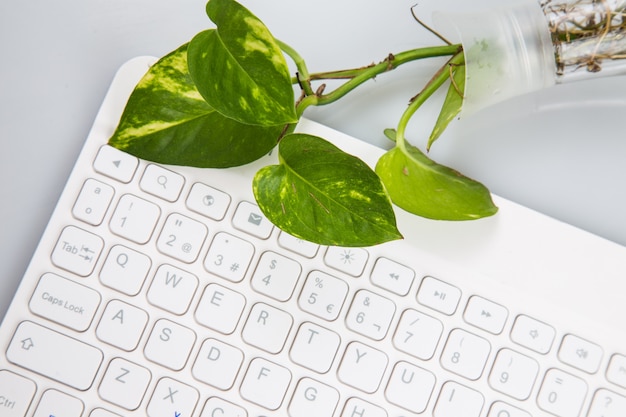 Espacio de trabajo con keayboard y plantas.