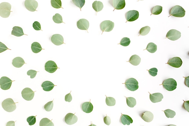 Espacio de trabajo de marco redondo con hojas verdes de eucalipto populus aislado sobre un fondo blanco
